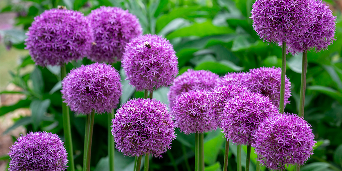 The Alliums of Flanders Fields