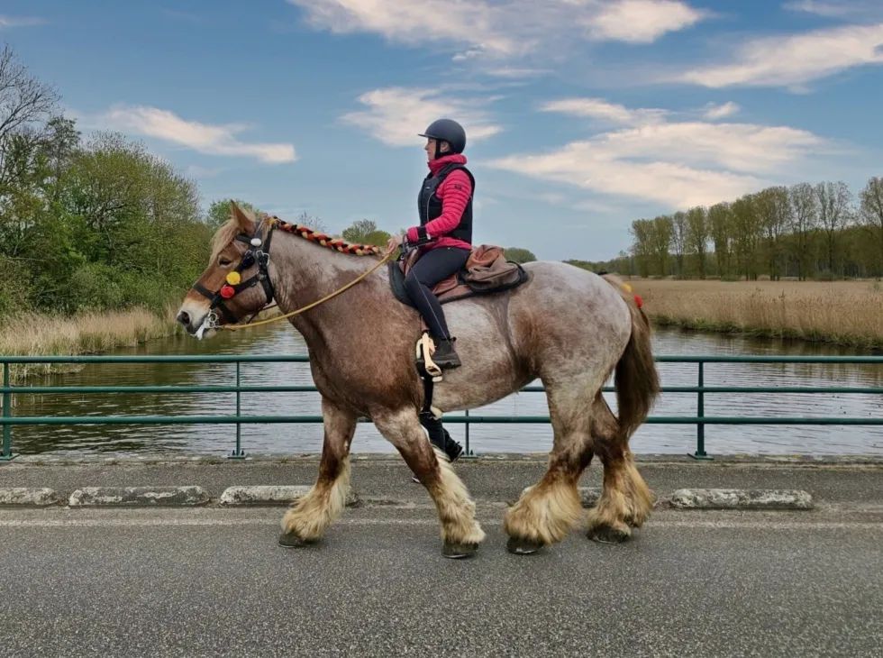 Exploring Belgium on a Belgian Draft Horse